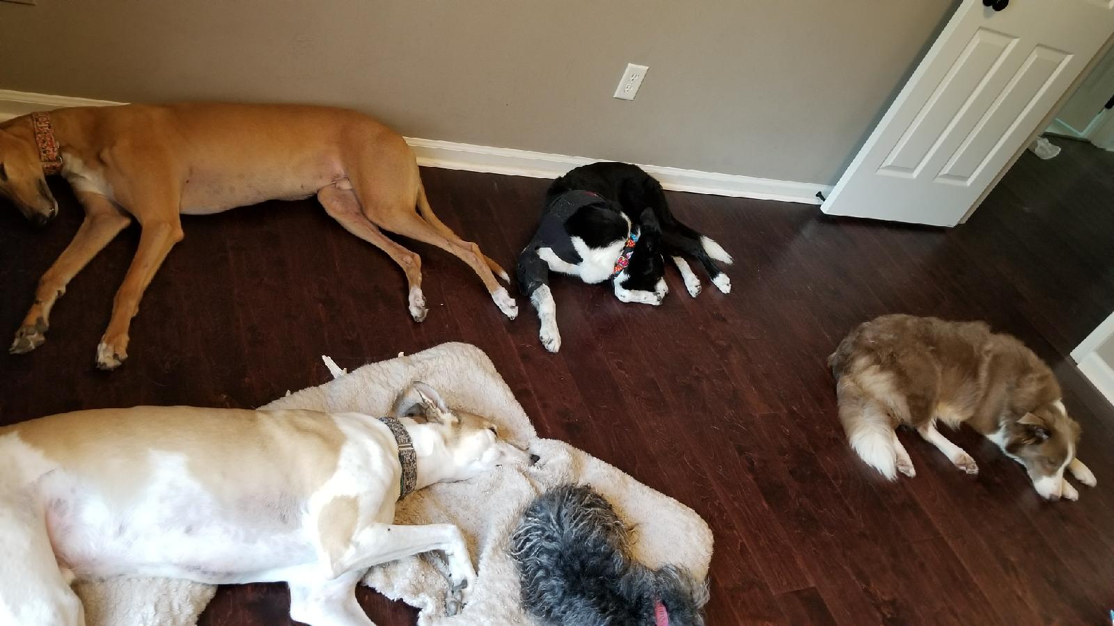 resources-for-pet-parents-photo